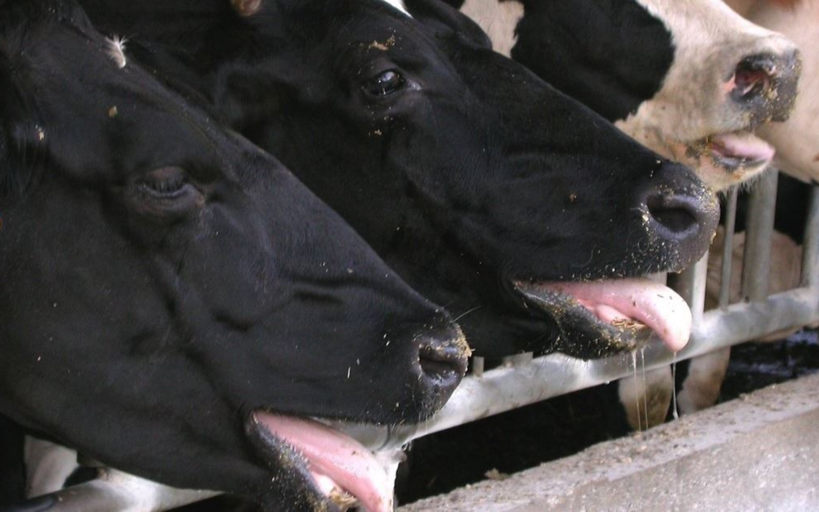 Desafios e soluções para o manejo de vacas leiteiras em climas quentes e secos - Cia do Leite - Transformamos qualidade do leite e produtividade das fazendas